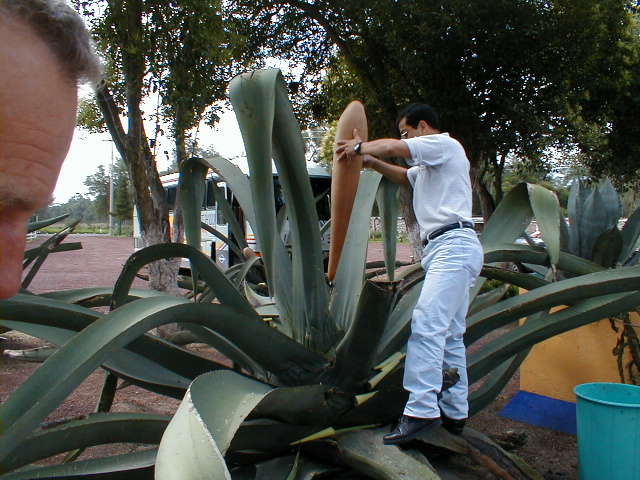 20-6-00 Foredrag om Algaven