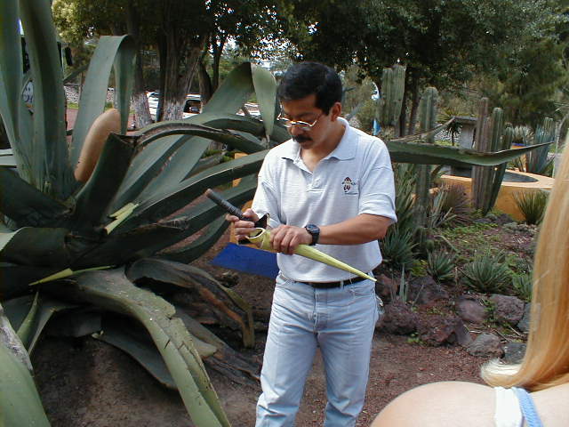 20-6-00 Foredrag om Algaven