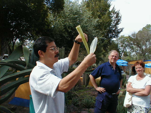 20-6-00 Foredrag om Algaven